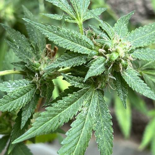 Rives J. keeper pheno . Week 18