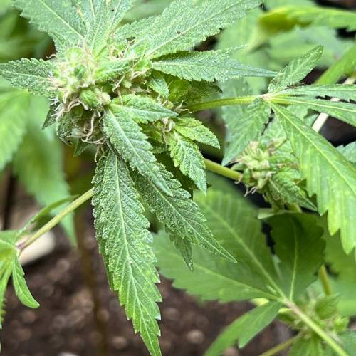 Rives J. keeper pheno . Week 18