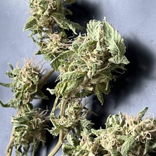 Rives J. keeper pheno . Week 18