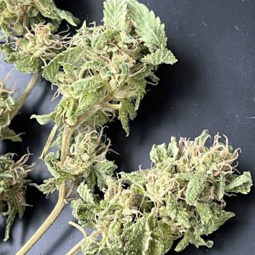 Rives J. keeper pheno . Week 18