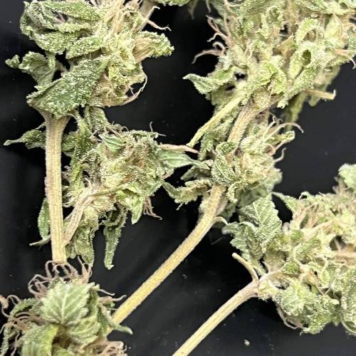 Rives J. keeper pheno . Week 18