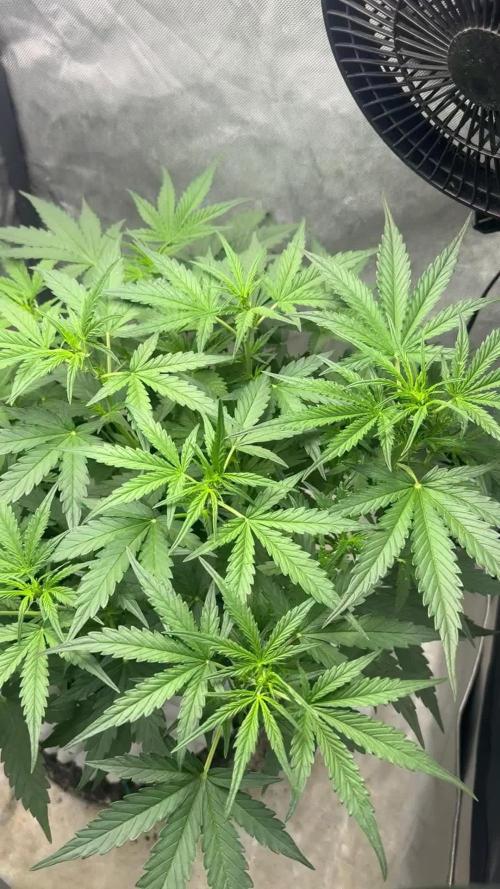 Tangerine Dream Auto Recycled Soil (10l)