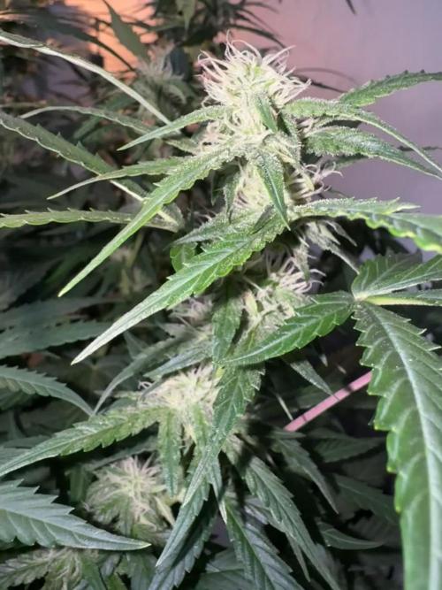 Tangerine Dream Auto Recycled Soil (10l)