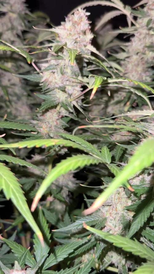 Tangerine Dream Auto Recycled Soil (10l)