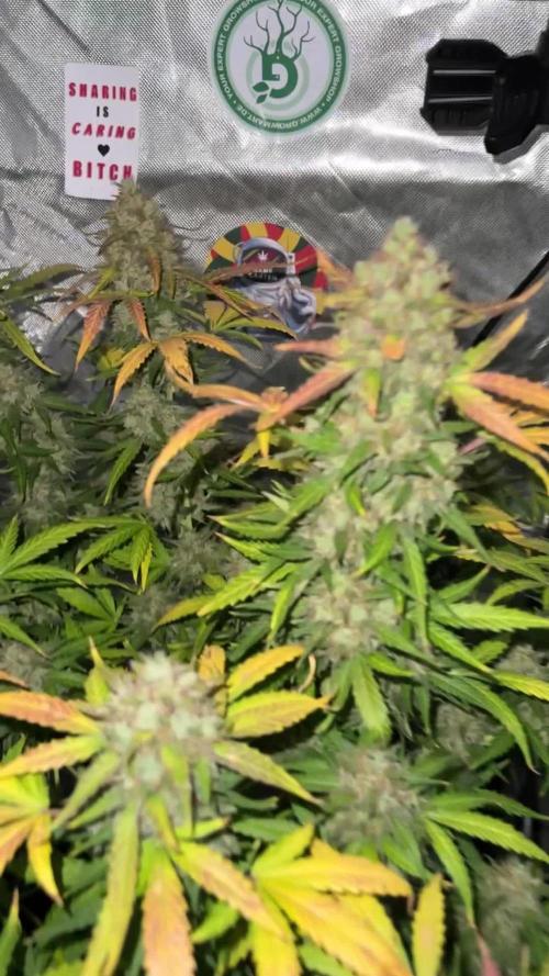 Tangerine Dream Auto Recycled Soil (10l)