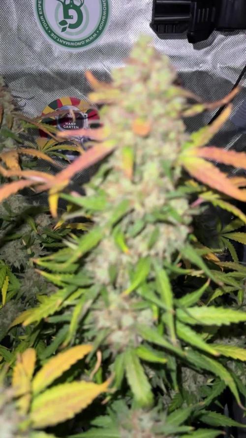 Tangerine Dream Auto Recycled Soil (10l)