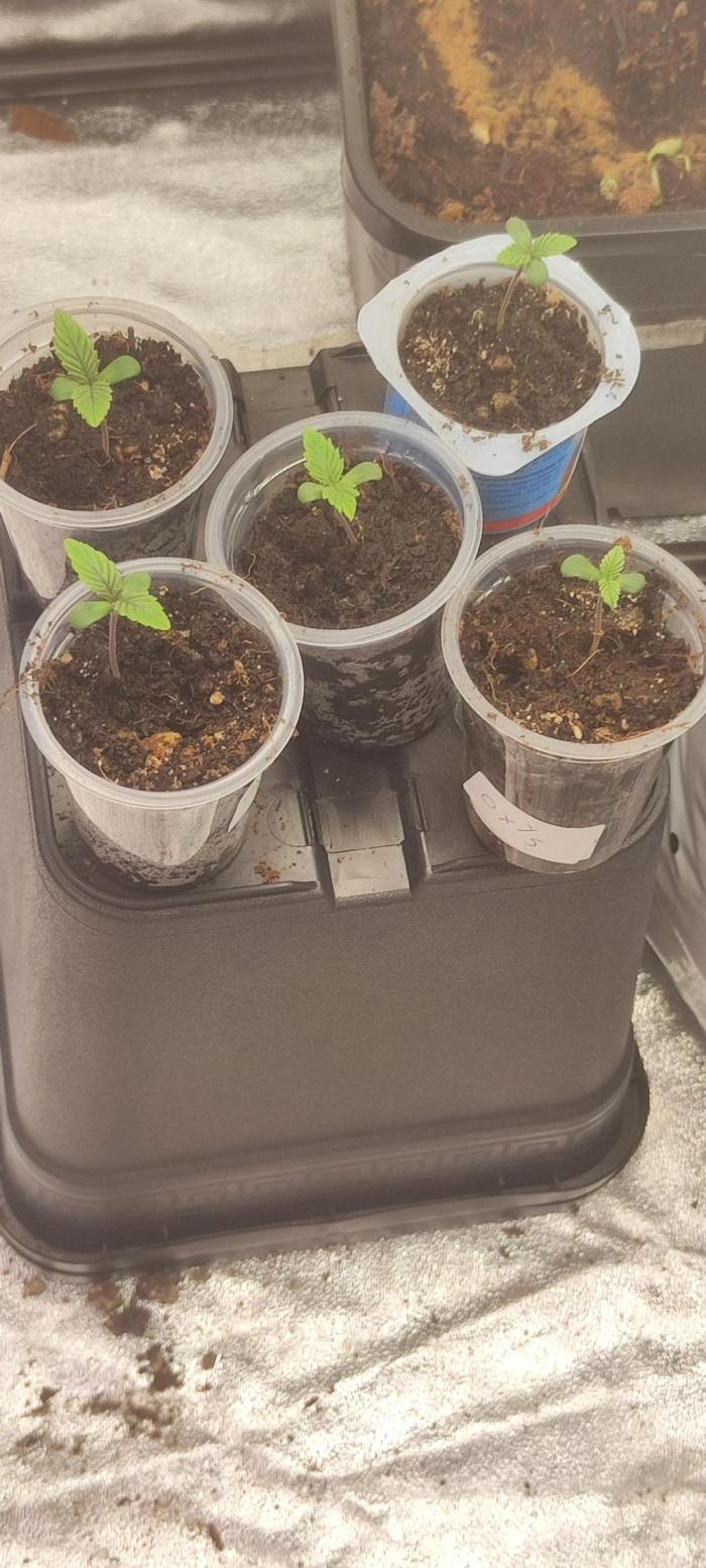 Nouveau setup Living soil organique. Week 0 - Un début 5 graine d'un artisan Breeder oxymore.