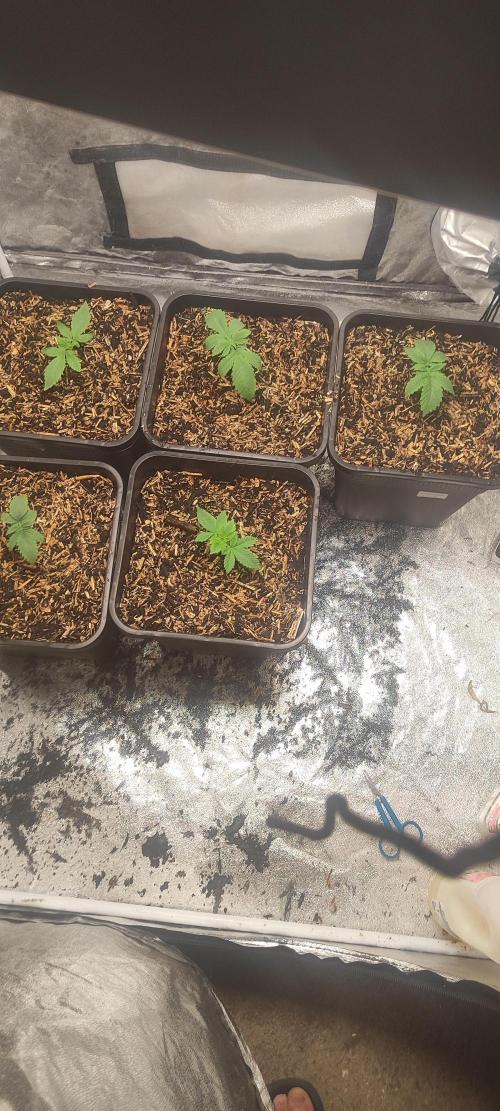 Nouveau setup Living soil organique. Week 1