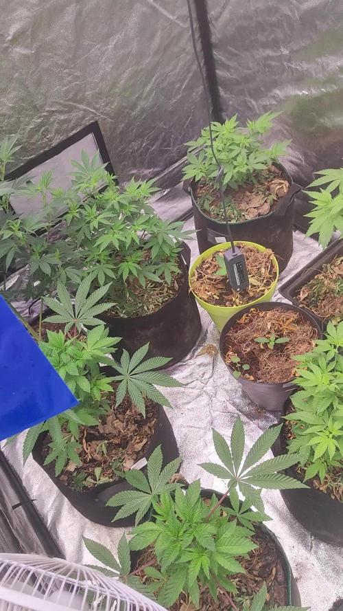 Nouveau setup Living soil organique