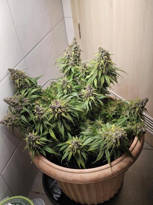 First grow in bath. Week 10 - Here she is done the high buds i cut in week 10 .I Flush it 2 time in one week 