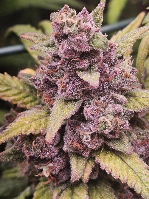 First grow in bath. Week 10 - Here the stairns and the Trichomes can man see it 