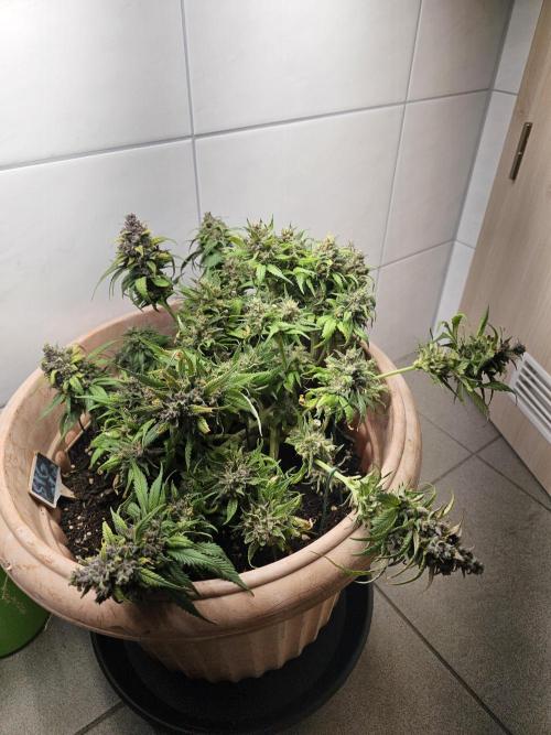 First grow in bath. Week 10 - Here after cut the high buds and let the other down stairns