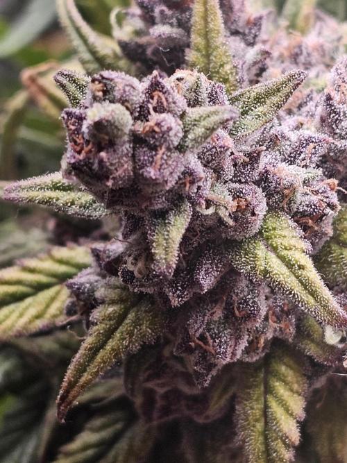 First grow in bath. Week 10 - I love the pink color . 