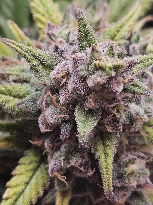 First grow in bath. Week 10 - Look at the magic