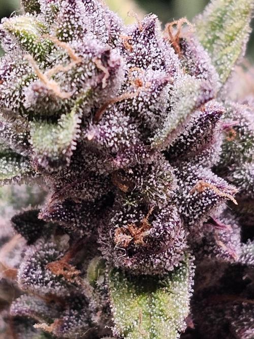 First grow in bath. Week 10 - The first time i love the pinky color 😅 