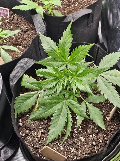 7asoll. Week 2 - Das ist 20 tage alt und good 