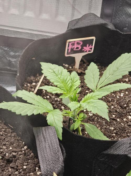 7asoll. Week 2 - Das ist frostbanger und gut und gesund wachsen und jetzt 17 tag alt