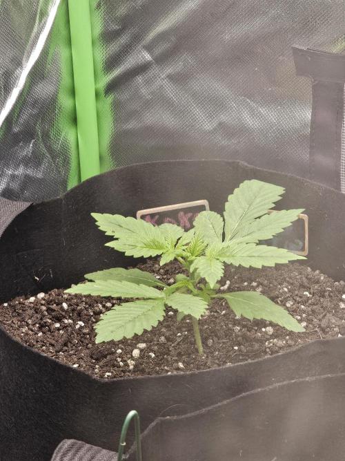 7asoll. Week 2 - Und die auch  17 tag alt