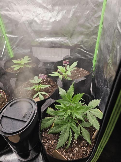 7asoll. Week 2 - Und die sind alle gut außer die lemoncherry coockies sie ist schwach wachsen 