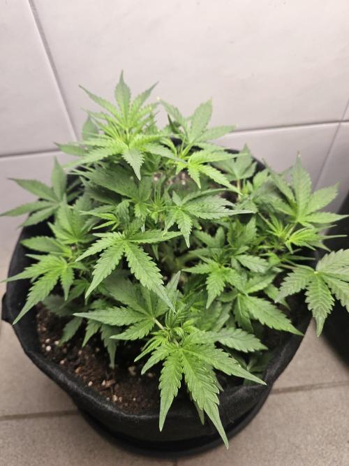 7asoll. Week 5 - Runtz auto