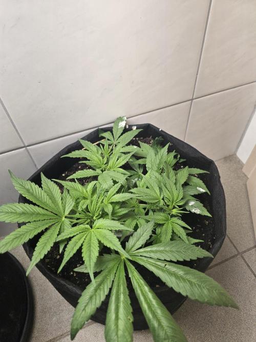 7asoll. Week 5 - Frostbanger auto von fastbuds42
Erwachsen schlecht