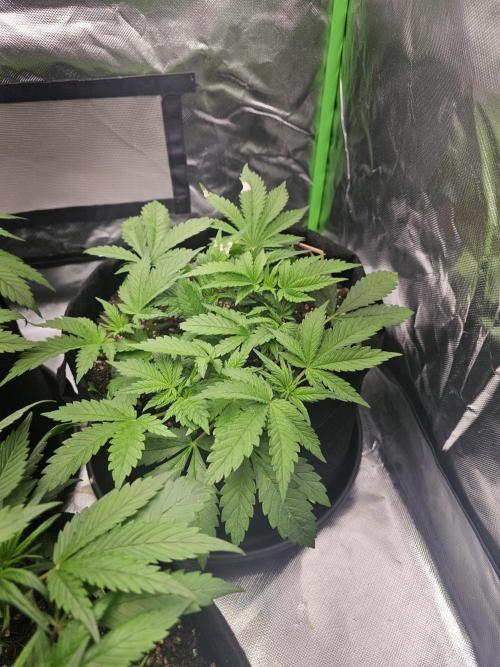 7asoll. Week 5 - Strawberry Gorilla Auto von fastbuds42