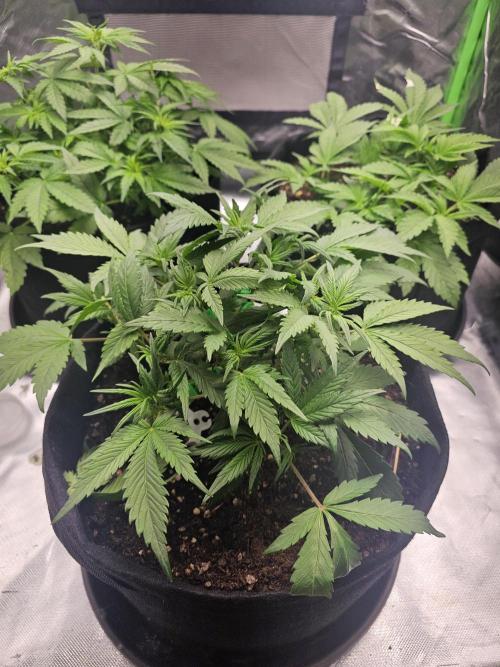 7asoll. Week 5 - Lemoncherry auto von fastbuds42