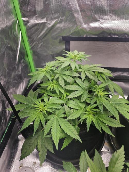 7asoll. Week 5 - Lemoncherry auto von fastbuds42
