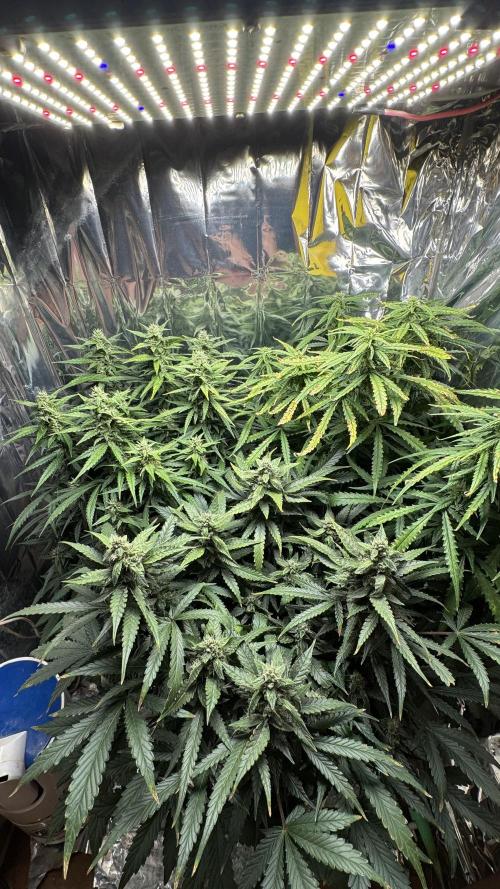 Gorilla & Northern Lights. Week 10