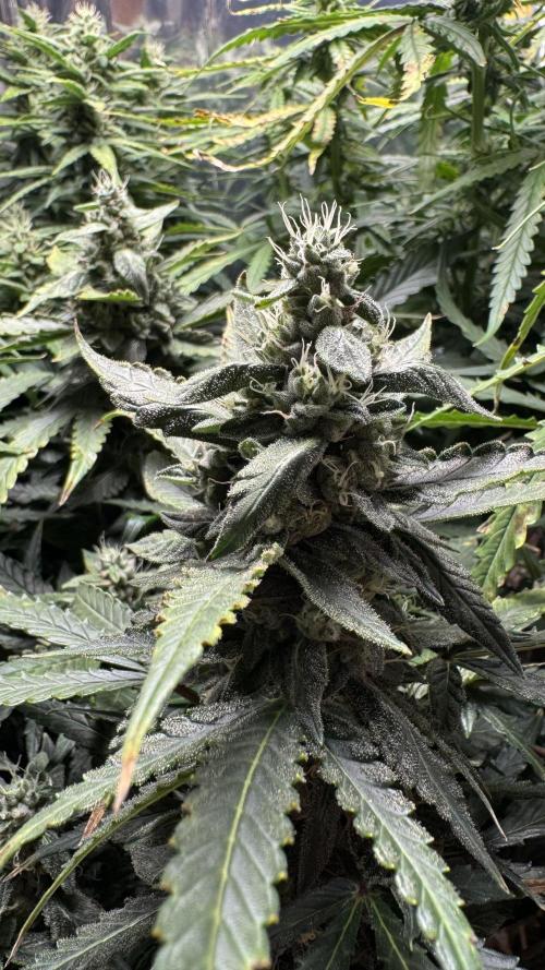 Gorilla & Northern Lights. Week 10 - G