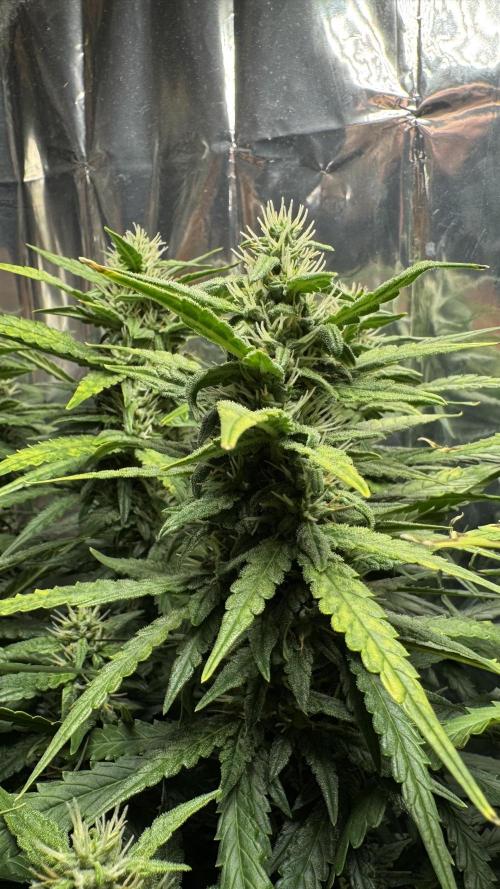 Gorilla & Northern Lights. Week 10 - NL 2