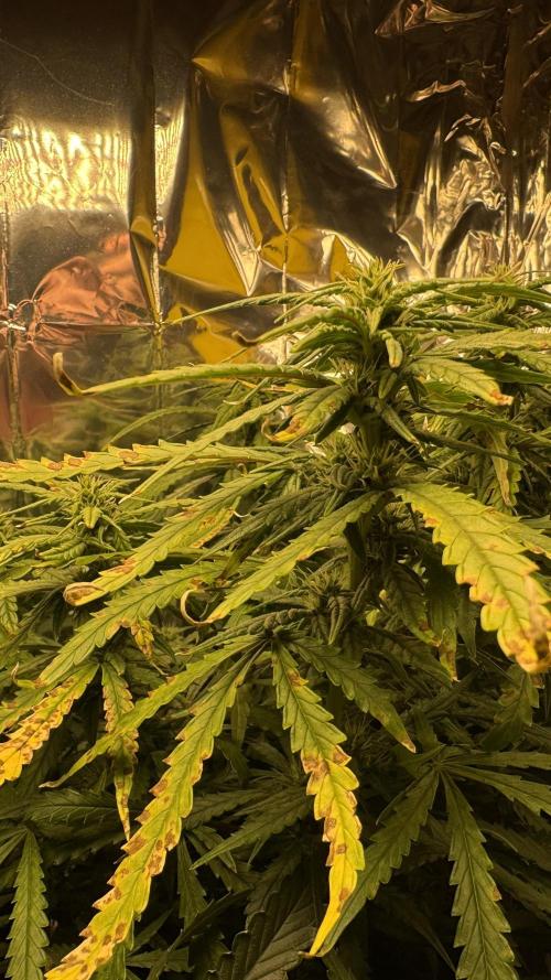 Gorilla & Northern Lights. Week 10 - NL 1