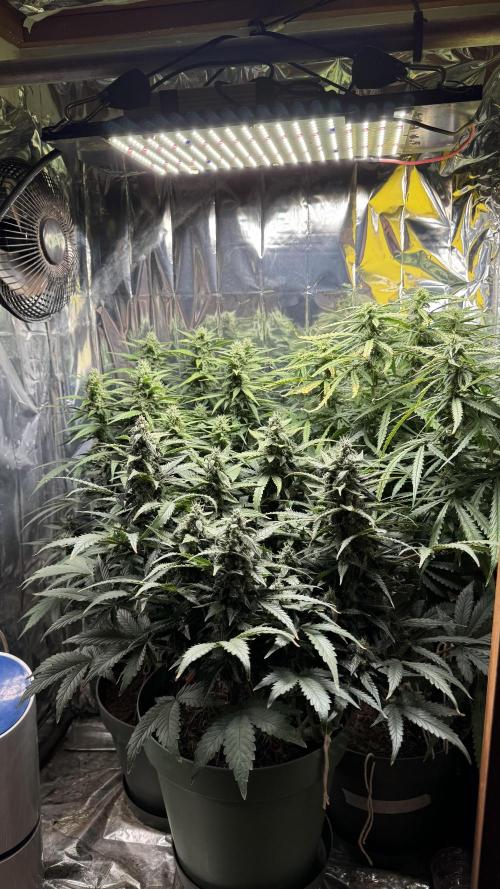 Gorilla & Northern Lights. Week 10