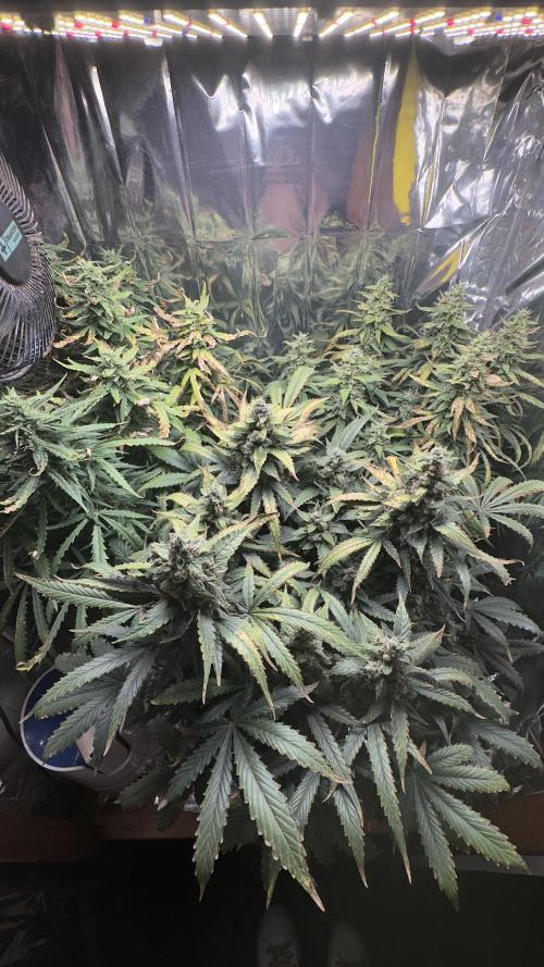 Gorilla & Northern Lights. Week 12