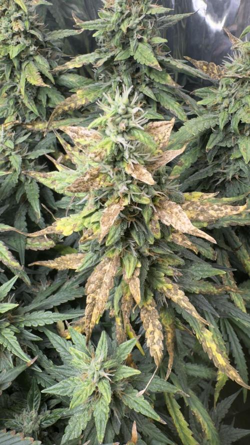 Gorilla & Northern Lights. Week 12