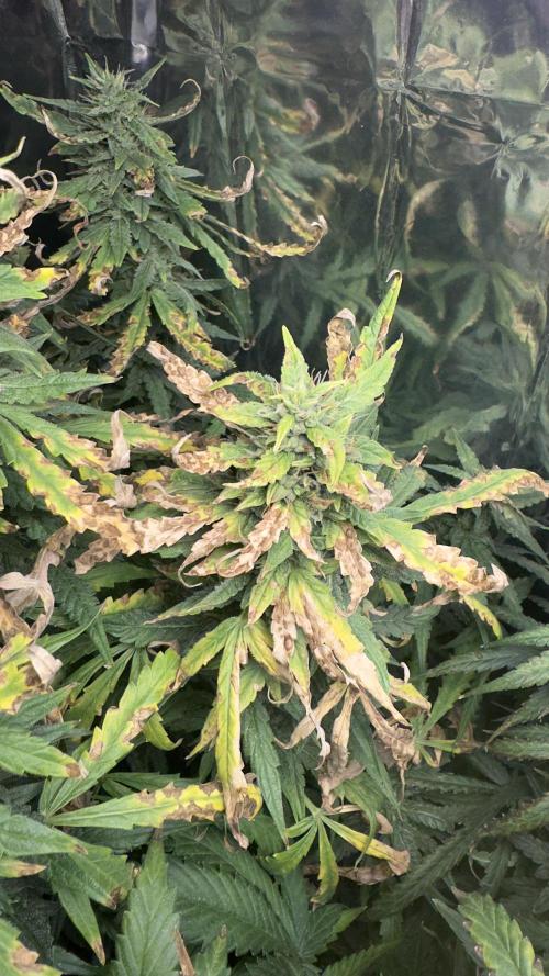 Gorilla & Northern Lights. Week 12