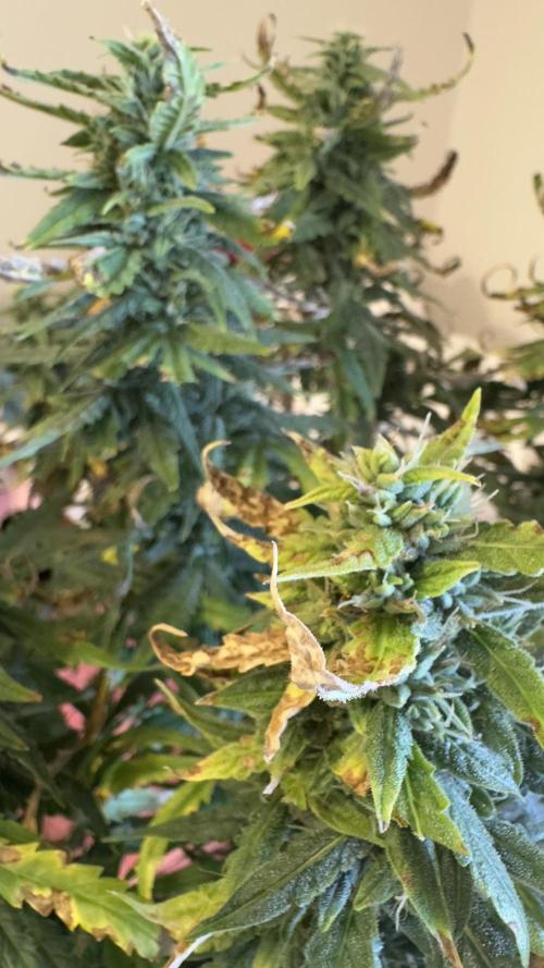 Gorilla & Northern Lights. Week 12