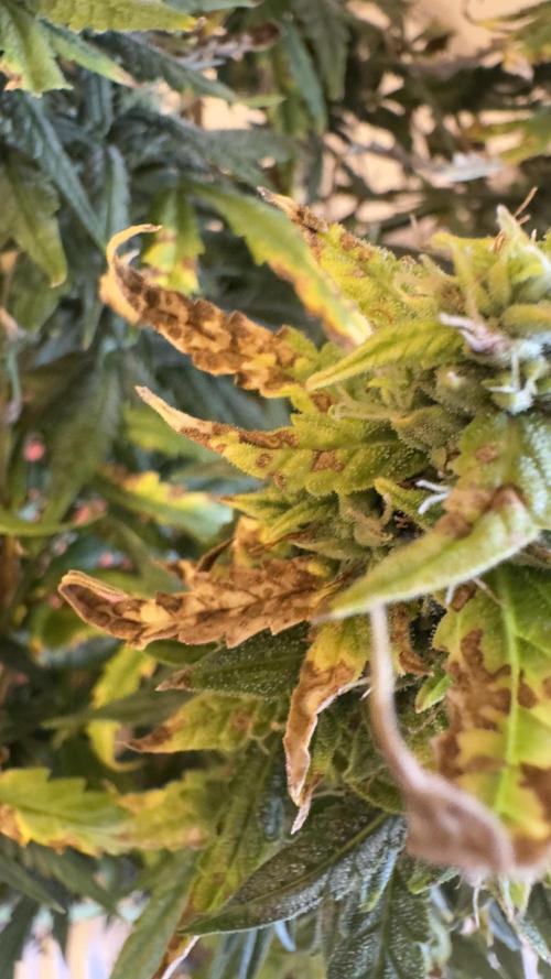 Gorilla & Northern Lights. Week 12