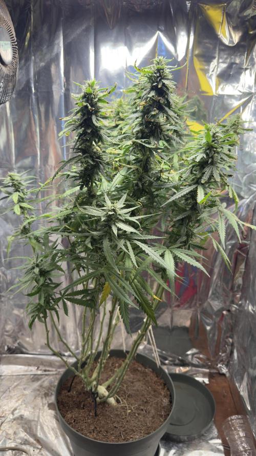 Gorilla & Northern Lights. Week 12