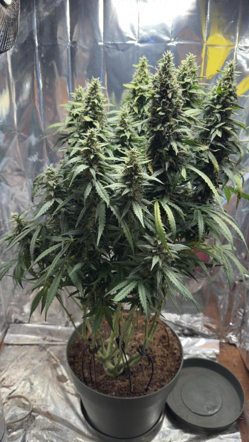 Gorilla & Northern Lights. Week 12