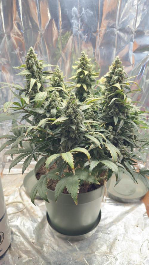 Gorilla & Northern Lights. Week 12