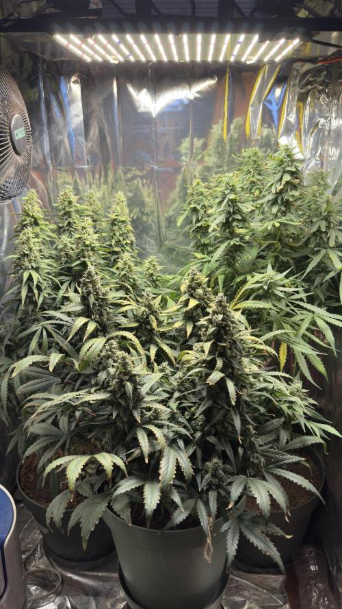 Gorilla & Northern Lights. Week 12