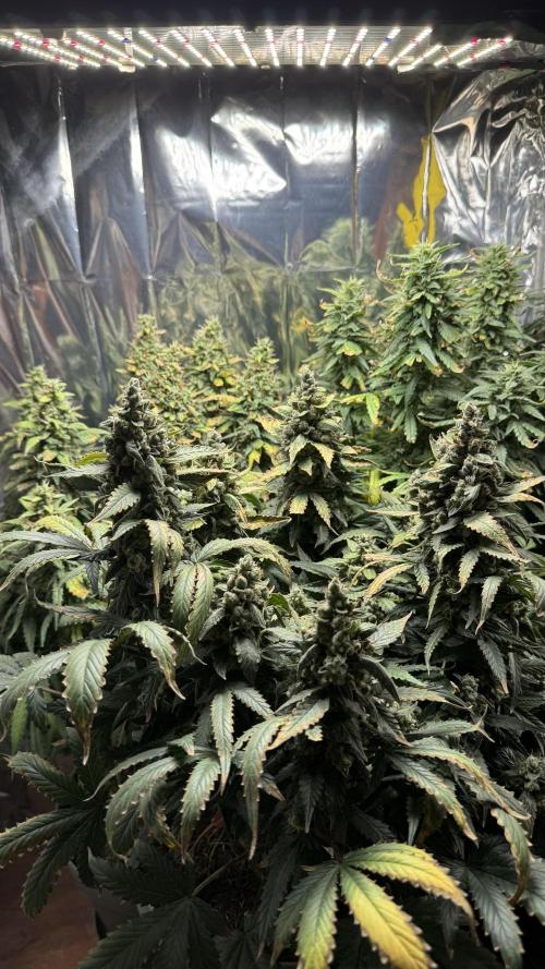 Gorilla & Northern Lights. Week 13