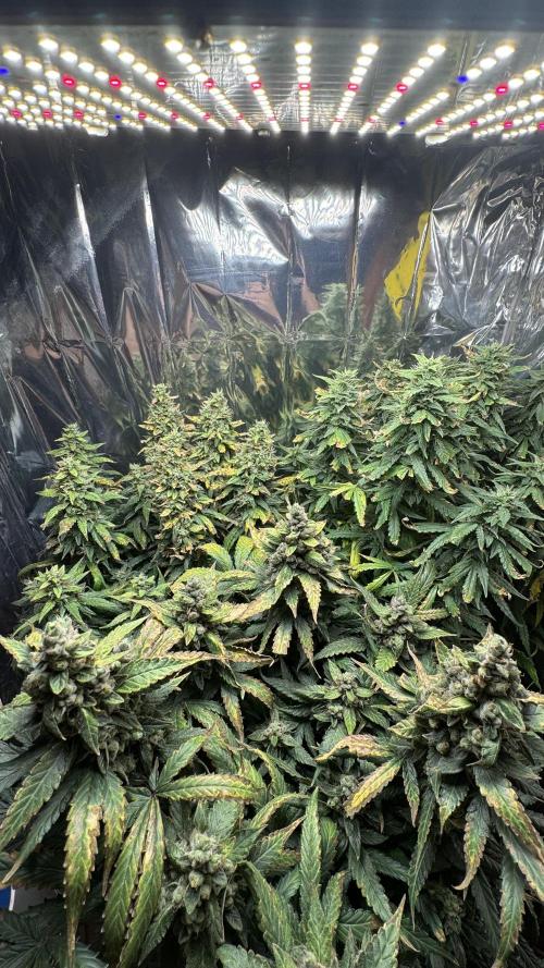 Gorilla & Northern Lights. Week 13