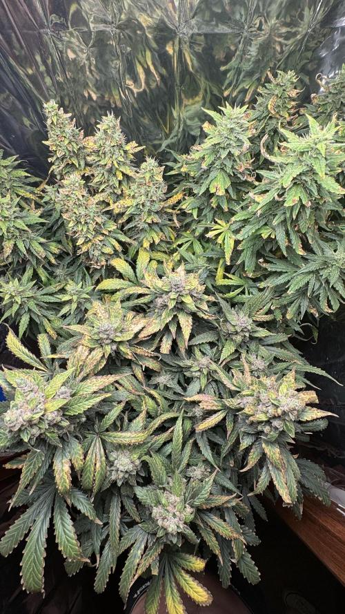 Gorilla & Northern Lights. Week 13