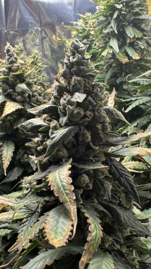 Gorilla & Northern Lights. Week 13