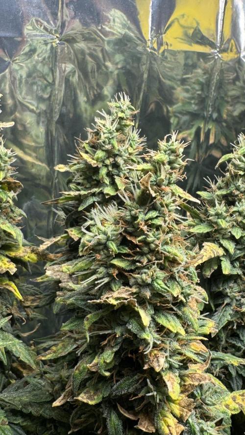 Gorilla & Northern Lights. Week 13