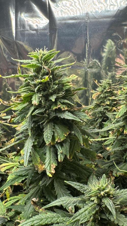 Gorilla & Northern Lights. Week 13