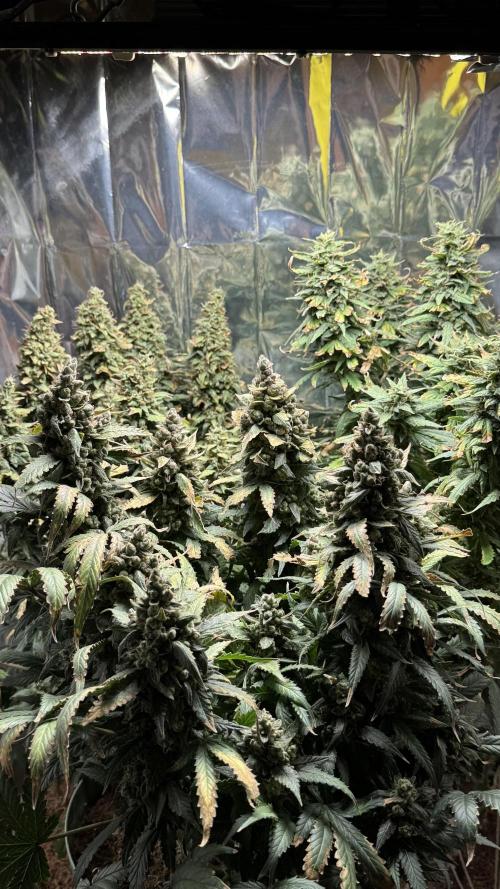 Gorilla & Northern Lights. Week 14