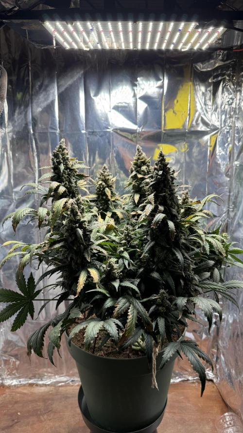 Gorilla & Northern Lights. Week 14